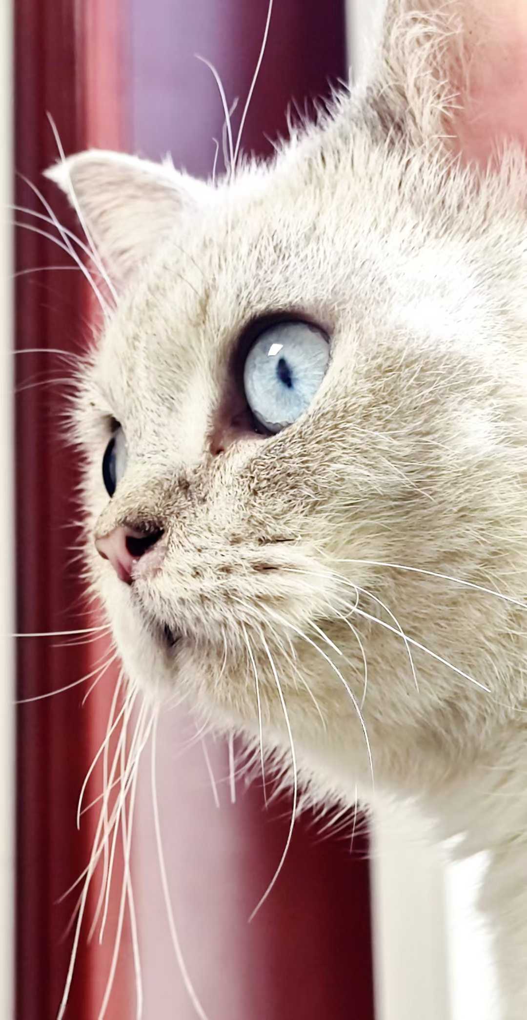 Felix 2