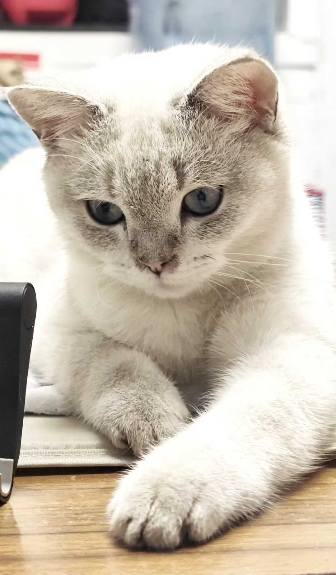Felix 3