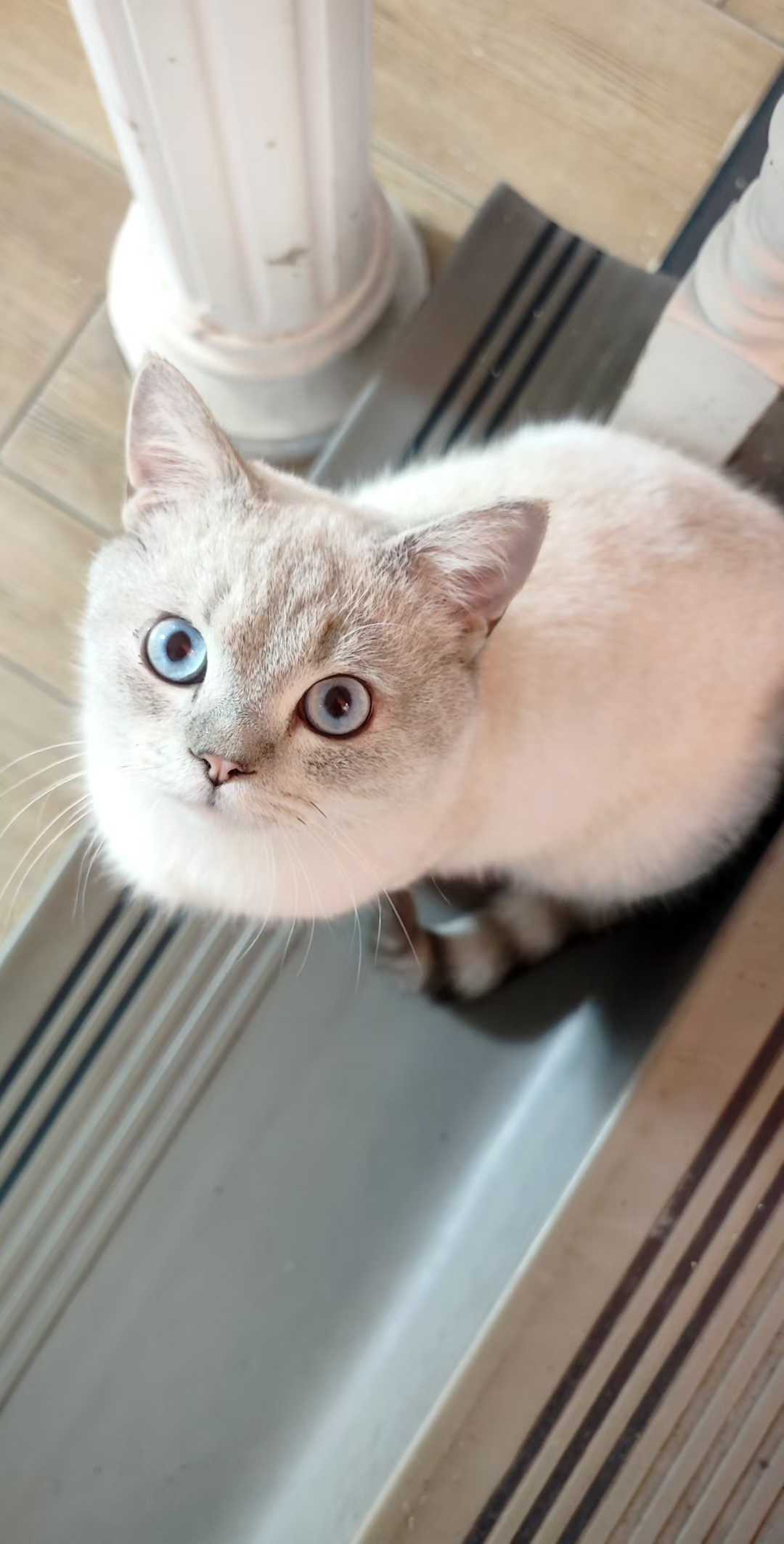 Felix 4
